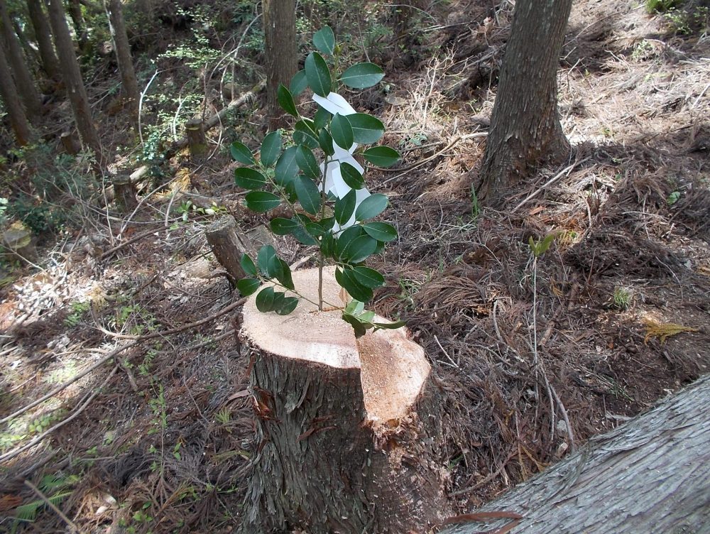 切ったばかりの切り口は瑞々しい