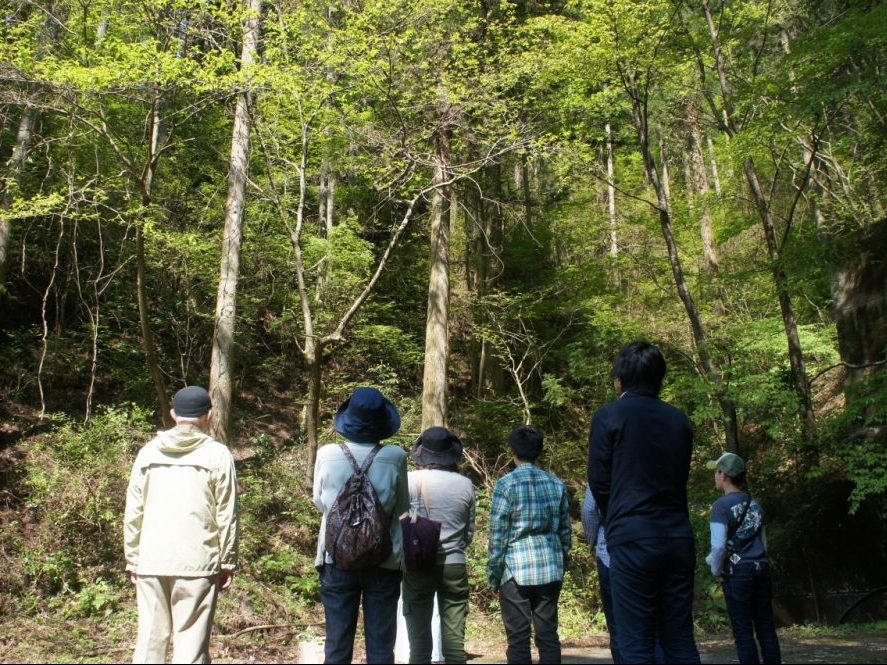 梼原（ゆすはら）の森に到着。思わず見上げてしまうほど大きな樹木たち。
