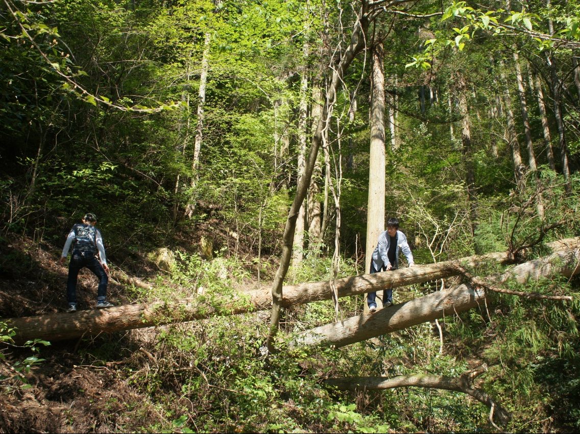 この木が、やがて製造過程を経て、木の家を支える木材と生まれ変わります。
