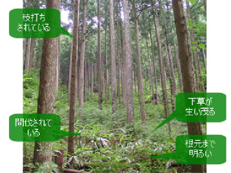 下草が生い茂っている山が健康の証