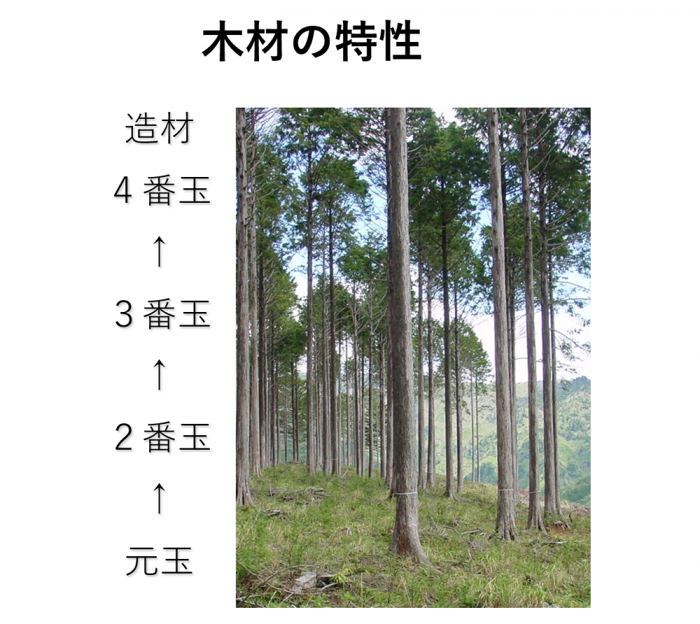 木材の特徴