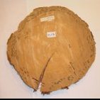 桧の芯持ち材　こちらも芯材部は無傷だ