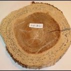 杉の芯持ち材　芯材部は一切食べられていない