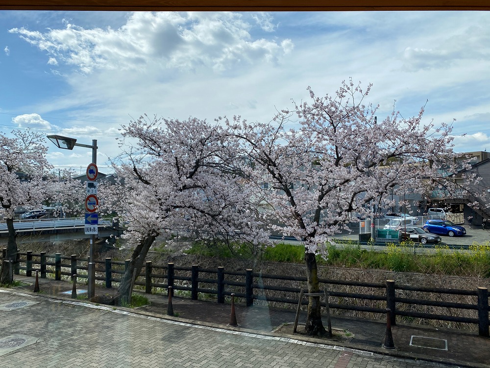 ガラス越し、視線には製作の庇と桜