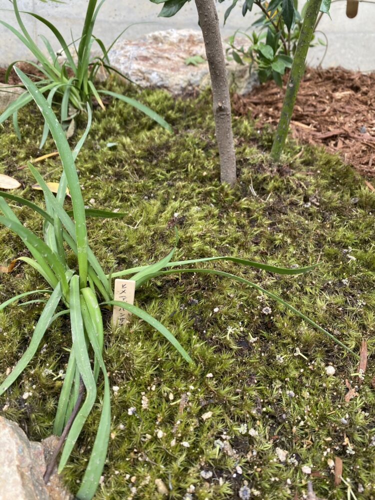 数種類の苔を植えて足元に彩りと潤いを与えた
