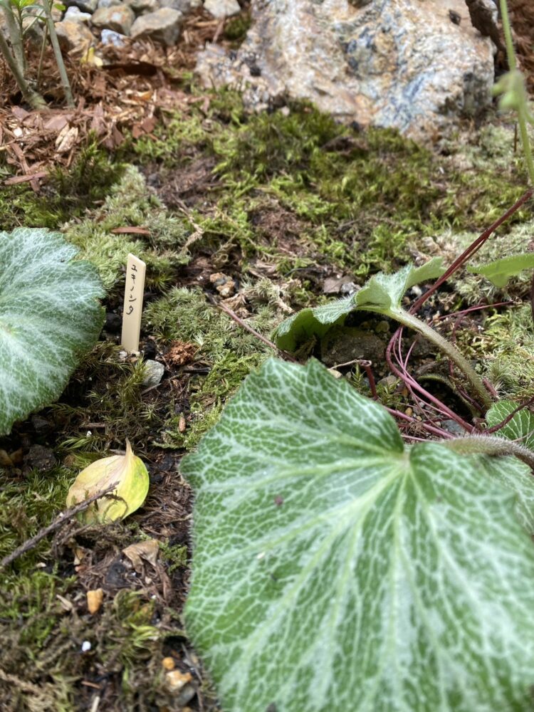 樹種ネームプレートがありますのでお気に入りを見つけて採り入れてみてください。